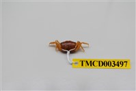 藏品(北方丑招潮蟹)的圖片